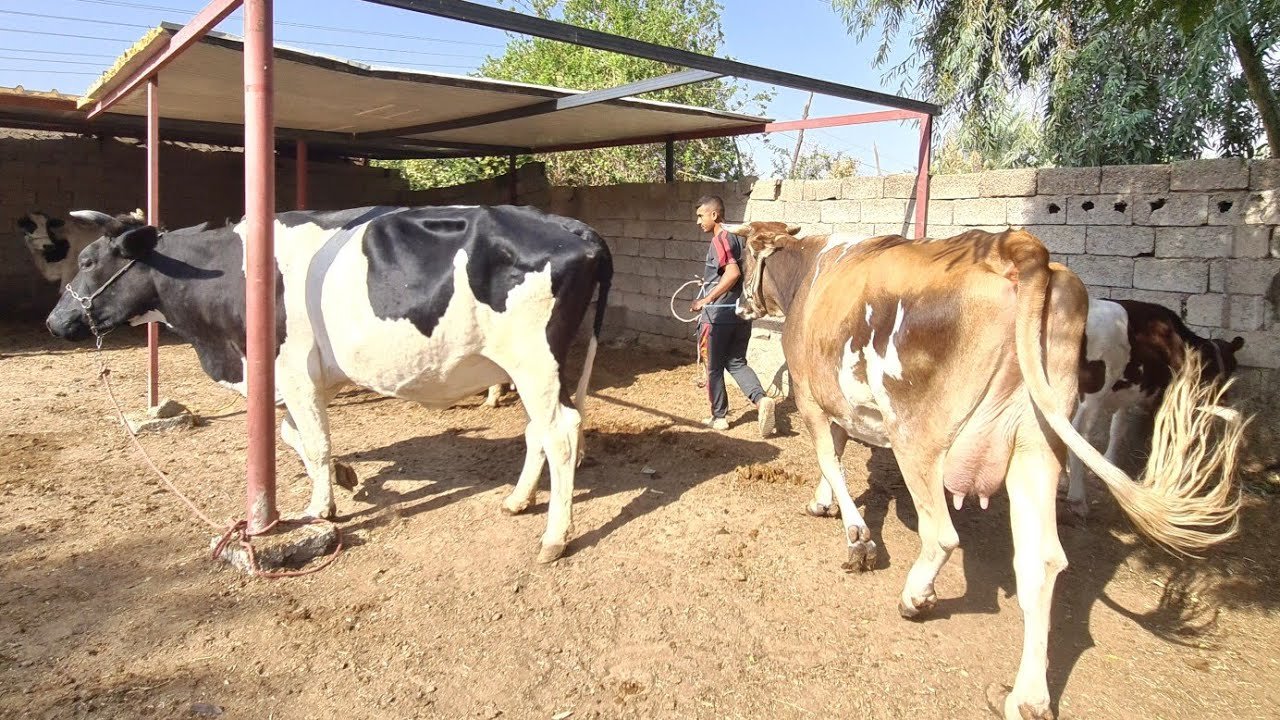 بالوثيقة جامعة سامراء تمنع التبرج "المكياج " احتراماً لقدسية الحرم الجامعي ومكانة الاماميين العسكريين .